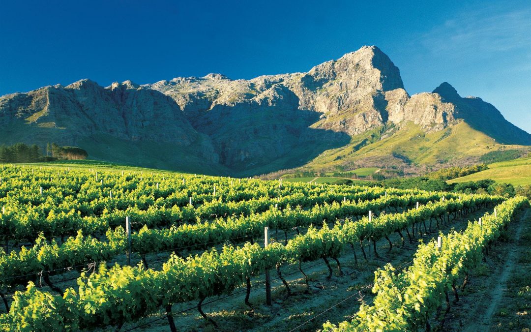 Bellingham Wines Wine Dinner